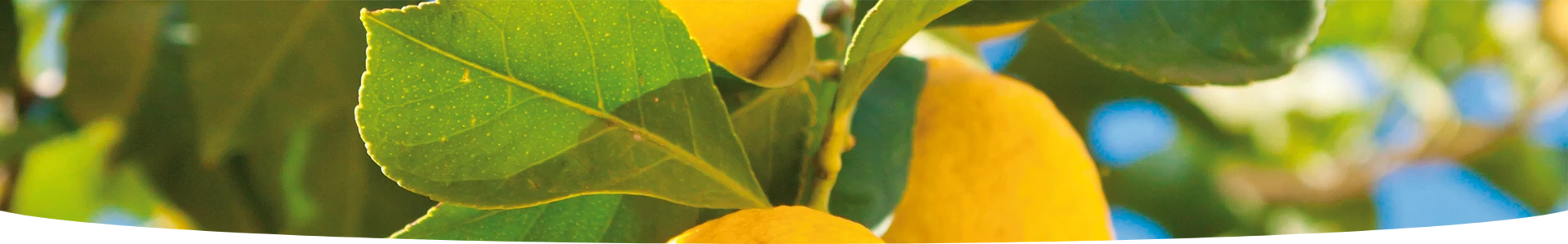 MEDITERRANE- EN CITRUSPLANTEN