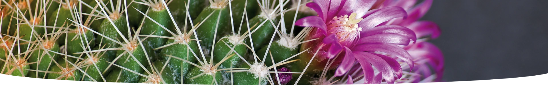 CACTUS EN VETPLANTEN