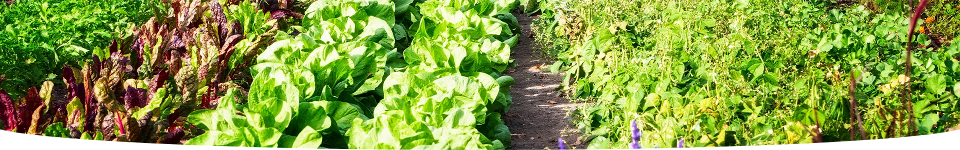 Jardicure Care & Protect